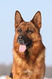 BERGER ALLEMAND 446